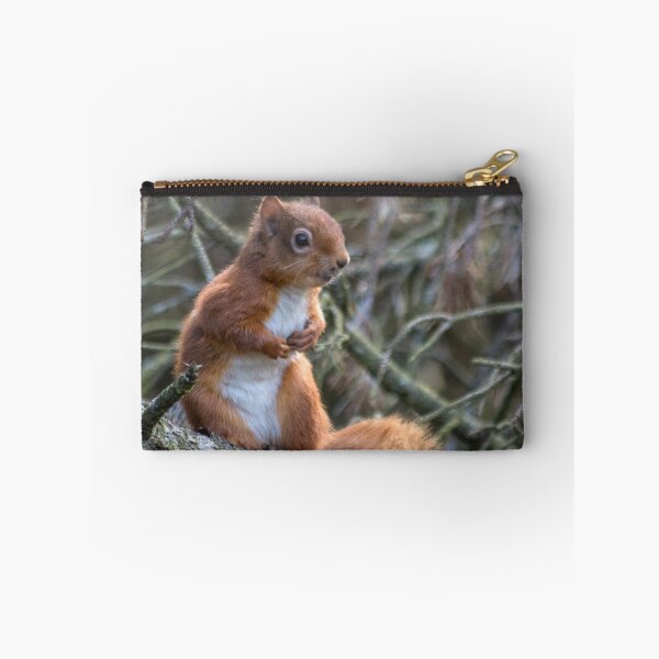 Item preview, Cute little wild woodland red squirrel in the branches designed and sold by HaleyRedshaw.