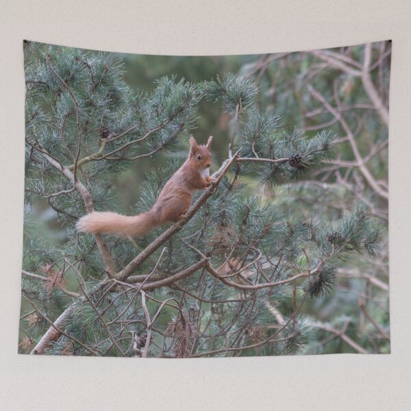Item preview, red squirrel in the trees designed and sold by HaleyRedshaw.