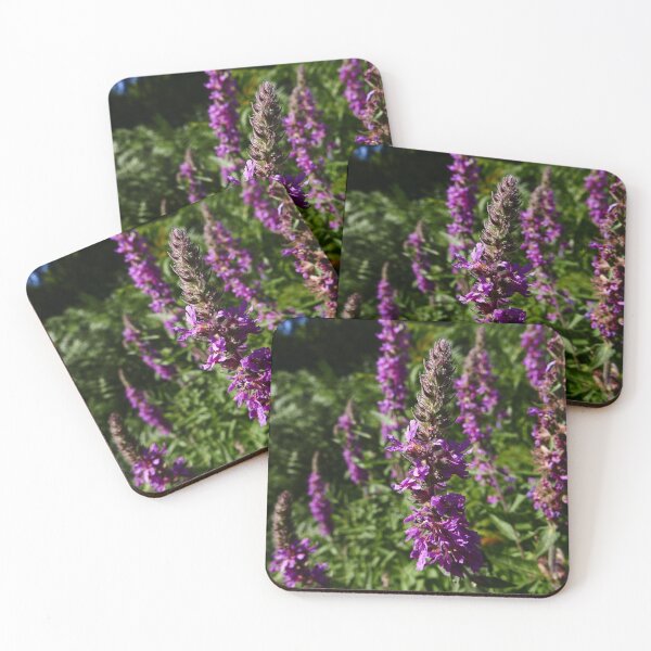 Item preview, Purple Loosestrife (Lythrum salicaria) designed and sold by IOMWildFlowers.