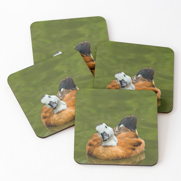 Item preview, Paradise Shelduck designed and sold by Strawflower Oasis.