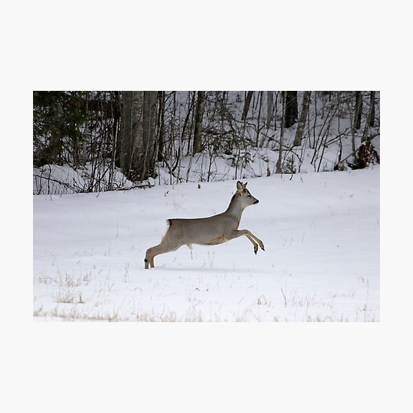 Roe buck in winter 1 Photographic Print