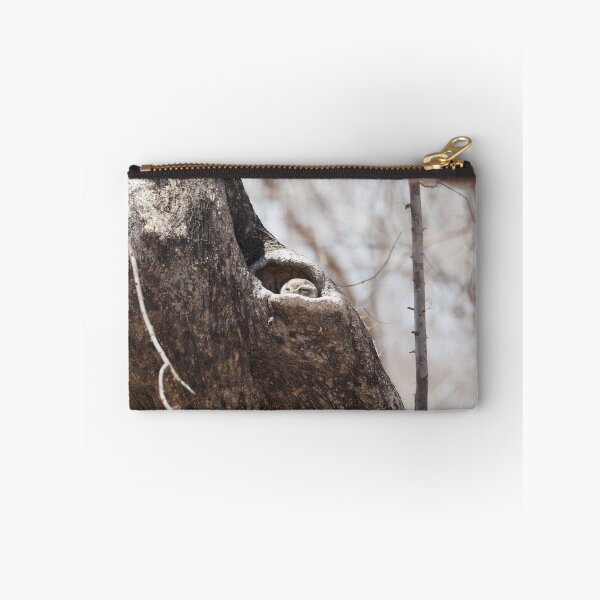 Item preview, Peek-a-boo! Spotted Owlet having a snooze in it's tree designed and sold by walks4000.