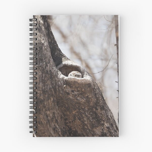 Item preview, Peek-a-boo! Spotted Owlet having a snooze in it's tree designed and sold by walks4000.