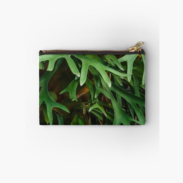 Item preview, Platycerium Wallichii Hook Fern designed and sold by Chee Sim.