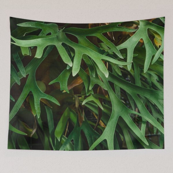 Item preview, Platycerium Wallichii Hook Fern designed and sold by Chee Sim.