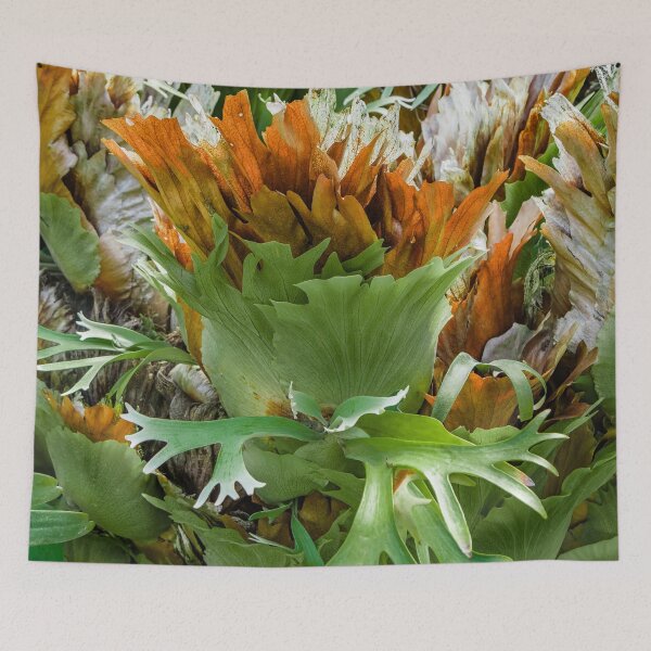 Item preview, Mature Form of Staghorn Ferns designed and sold by Chee Sim.