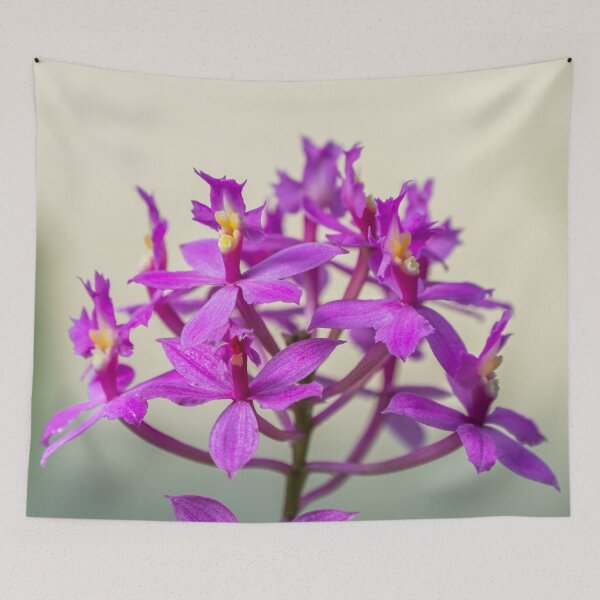Item preview, Epi Pretty Lady Misumi Orchid Flowers designed and sold by Chee Sim.
