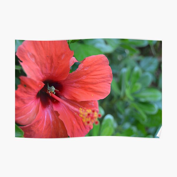 bug and flower Poster