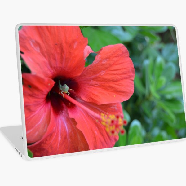 Käfer und Blume Laptop Folie