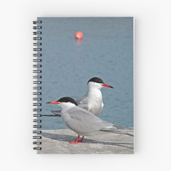 Item preview, Common terns designed and sold by Gaspar Avila.