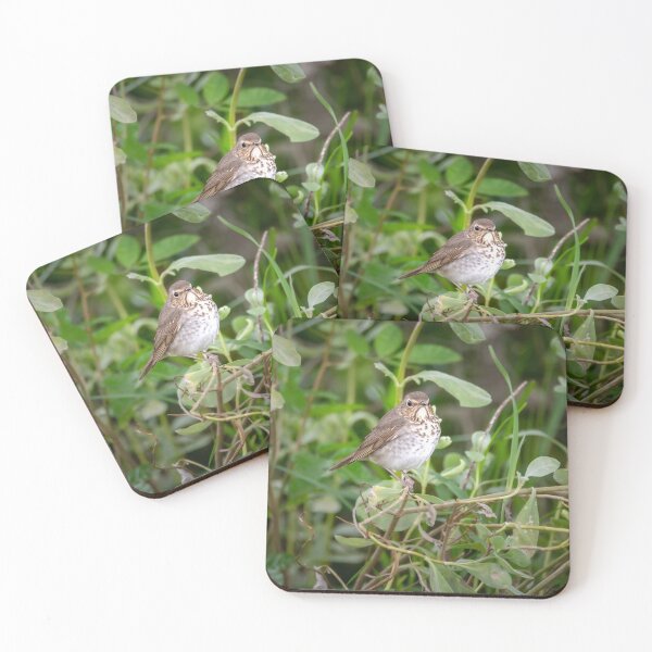 Item preview, Swainson's Thrush designed and sold by Debra Martz.