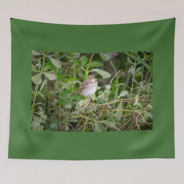 Item preview, Swainson's Thrush designed and sold by Debra Martz.