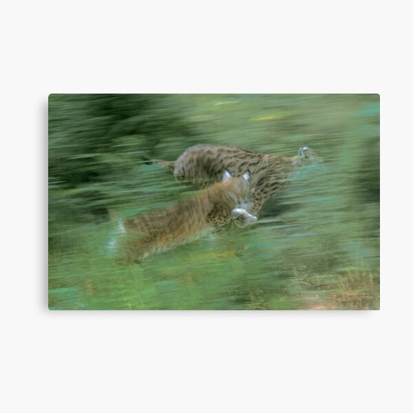 Two playing lynx Metal Print