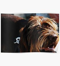 Shaggy Poster