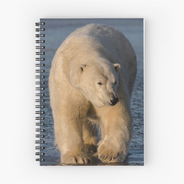 Item preview, STOCK ~ Polar Bear #1 designed and sold by akaurora.