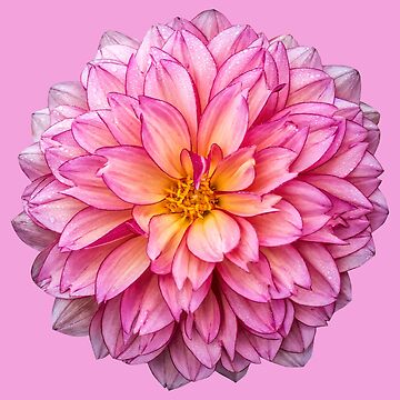 Artwork thumbnail, Dahlia by TheSimpleMan