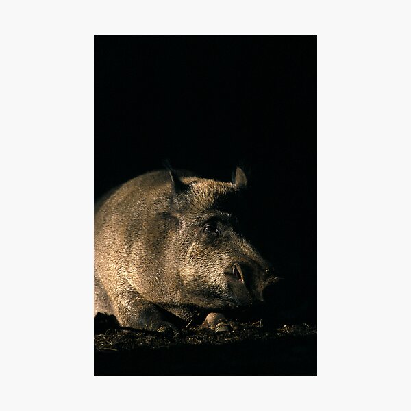 Wild boar 1 Photographic Print