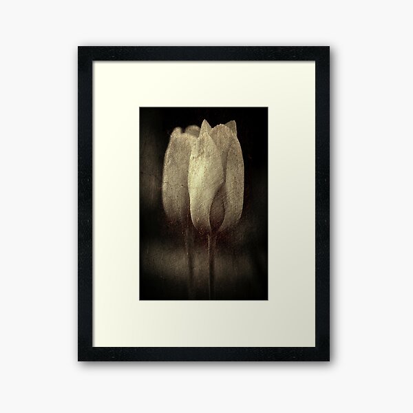 Vintage Tulips in Color Framed Art Print