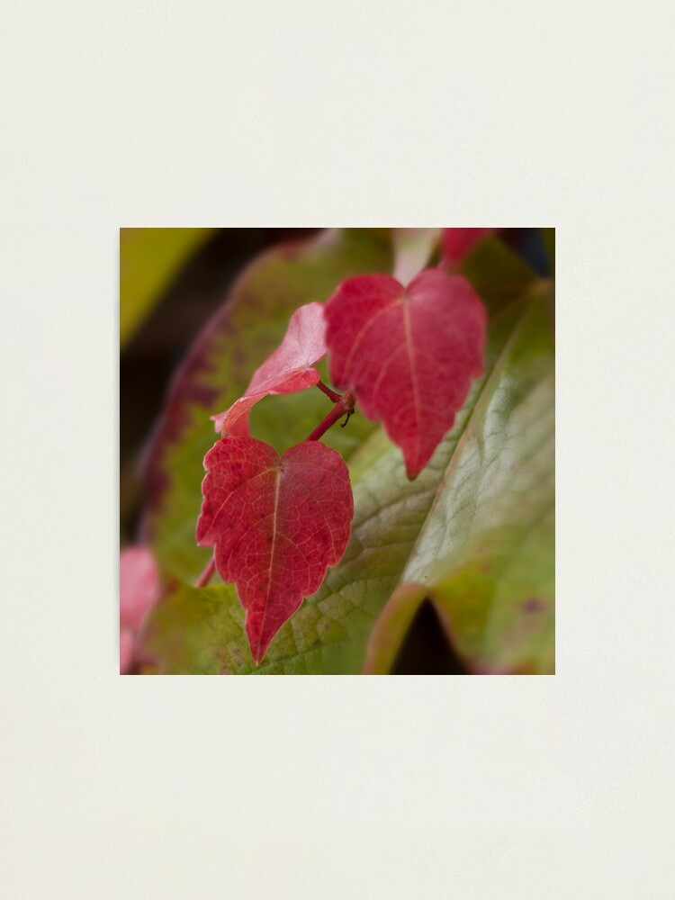 Alternate view of Foglie d'autunno Photographic Print