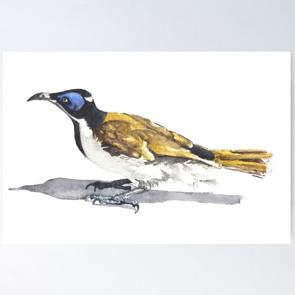 Item preview, Blue Faced Honeyeater designed and sold by Denise Faulkner.