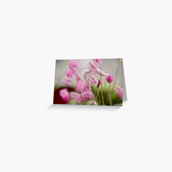Aperçu de l'œuvre Silky spring flowers &  Albatross  by Brown Sugar. views (267) Favs (3) Thx!    ) . Featured in Spring Blooms.Thanks !!! créée et vendue par © Andrzej Goszcz,M.D. Ph.D.