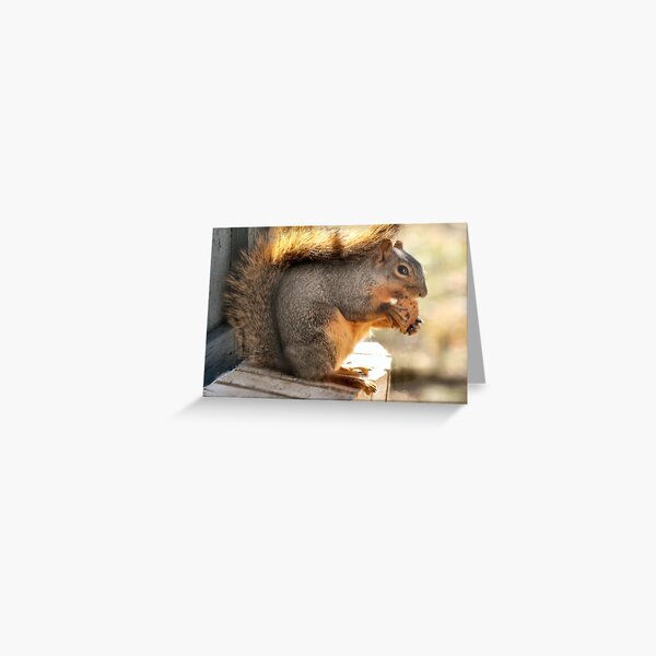 Eating a Chocolate Chip Cookie Greeting Card
