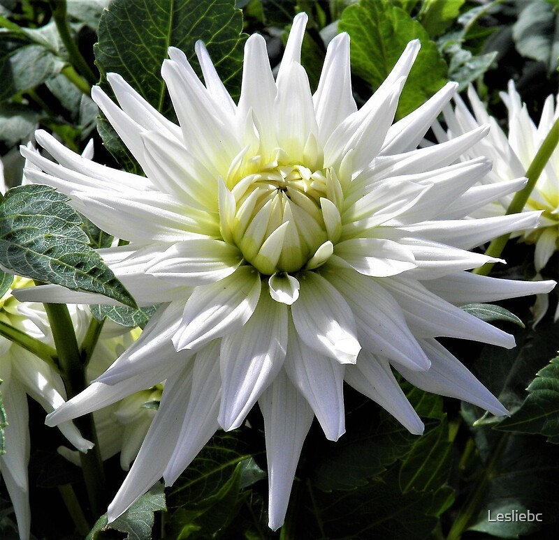 White Cactus Dahlia By Lesliebc Redbubble