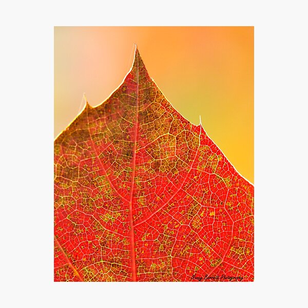 Leaf Detail Photographic Print