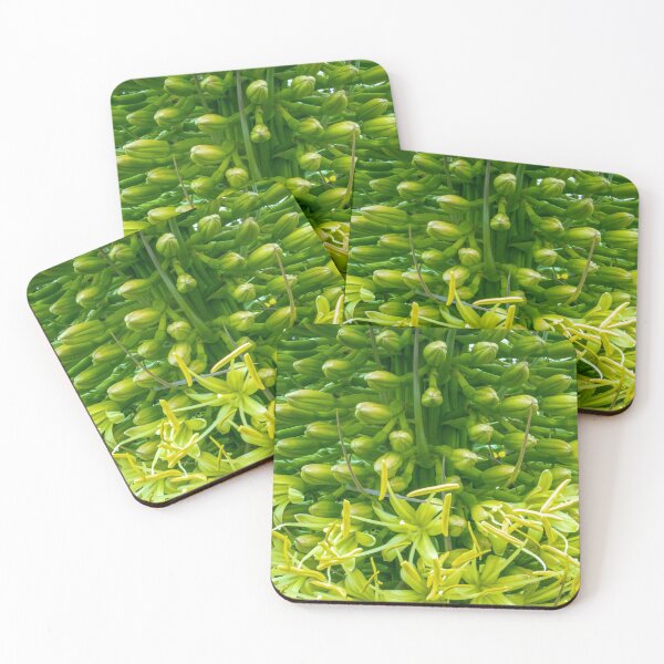 Item preview, Flor de agave verde (Agave attenuata) designed and sold by DPalmer.