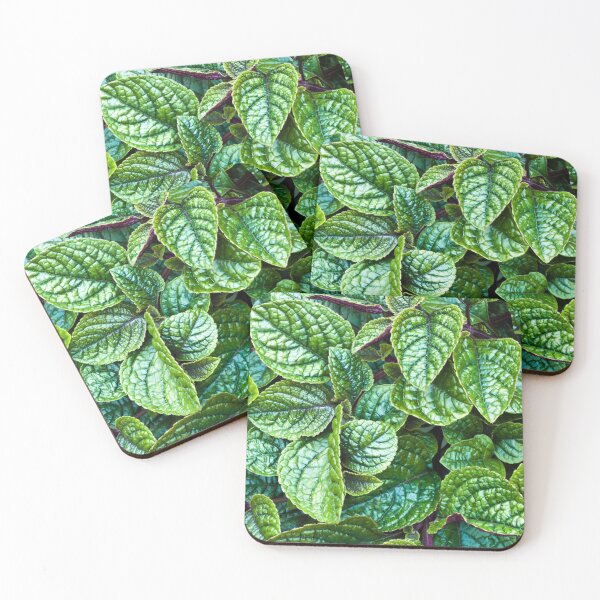 Item preview, Nico Plectranthus designed and sold by Sandra Foster.