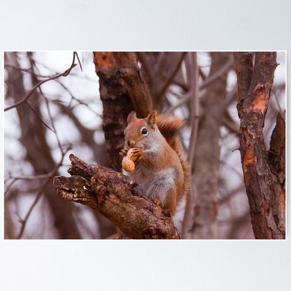 Item preview, Got a nut???? designed and sold by Josef Pittner.