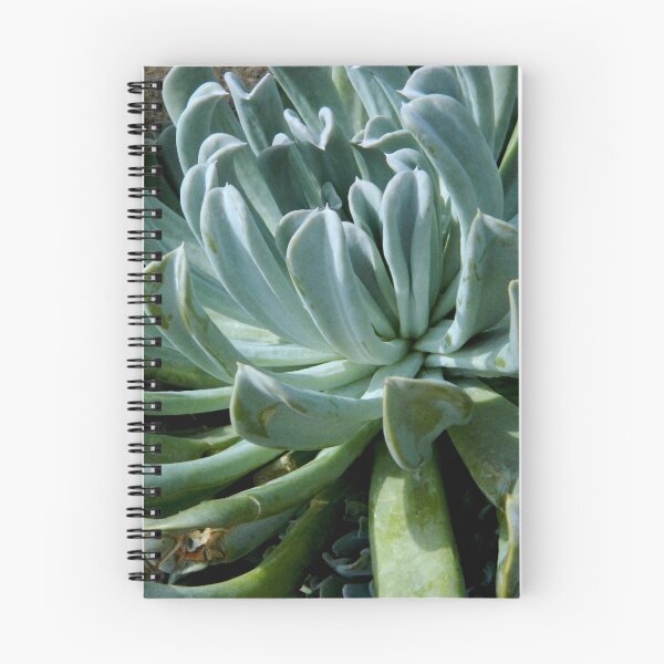 Item preview, Cactus Bloom designed and sold by ctheworld.
