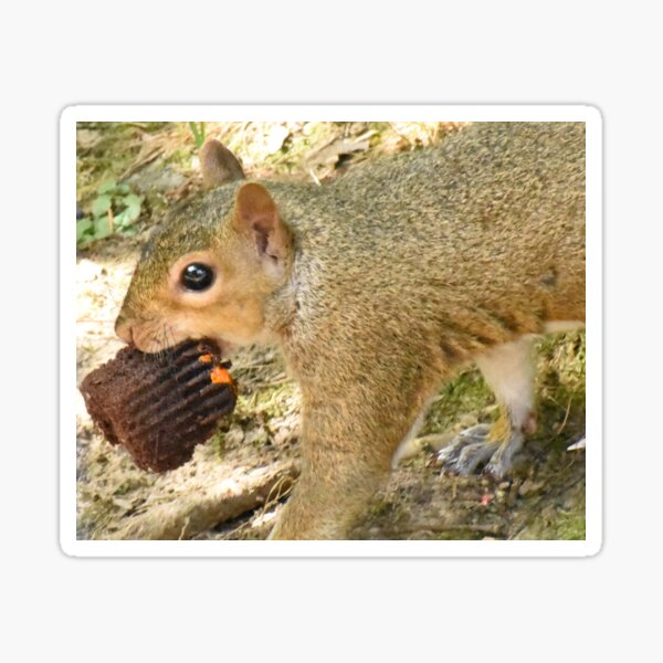 Item preview, A squirrel with a cupcake  designed and sold by Tonia Delozier's Photography .