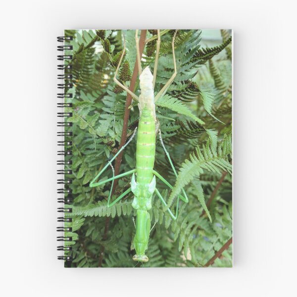 Item preview, Mantis shedding skin designed and sold by Jenambs.