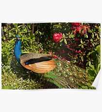 Pretty Peacock Poster