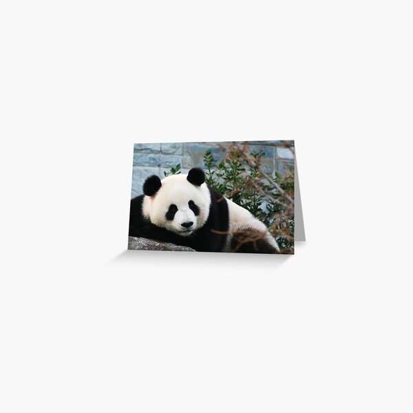 Panda Greeting Card