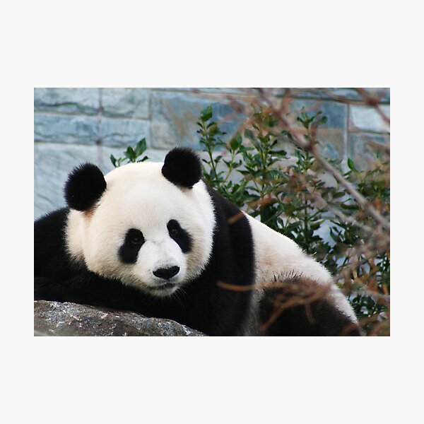Panda Photographic Print