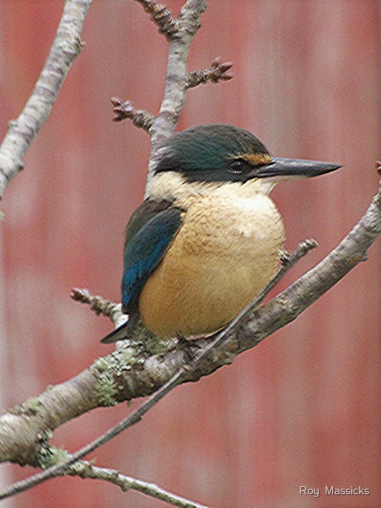 "KINGFISHER IN THE PINK." by Roy Massicks Redbubble