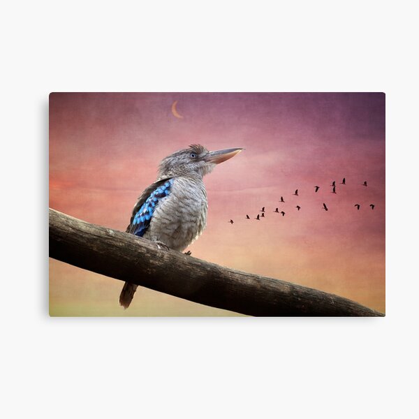 Kookaburra 0243 Canvas Print