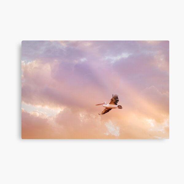 Pelican 1032 Metal Print