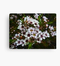Chamelaucium uncinatum, Geraldton Wax Canvas Print