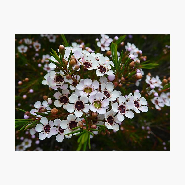 Chamelaucium uncinatum, Geraldton Wax Photographic Print
