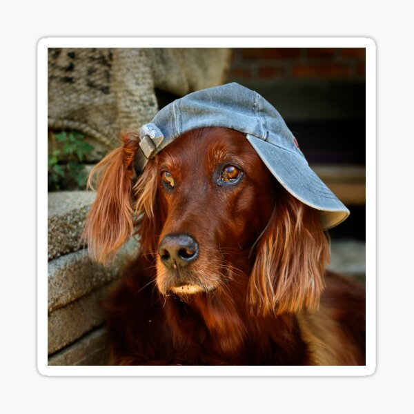 Irish Setter ~ freche göre ~ Sticker