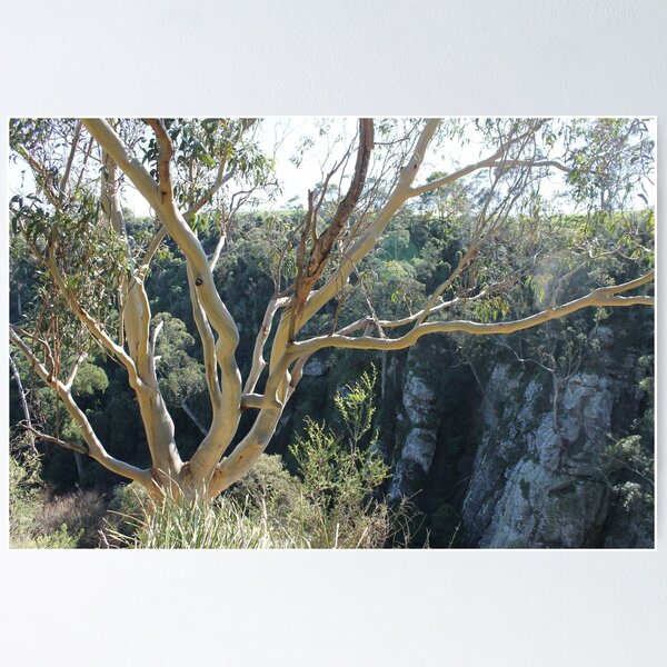 Item preview, Gum Tree at Agnes Water Falls designed and sold by EimearMac.