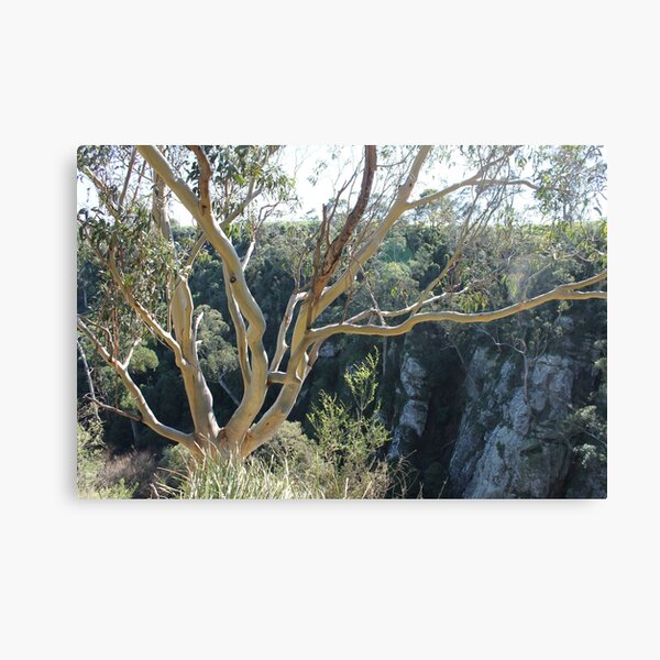 Item preview, Gum Tree at Agnes Water Falls designed and sold by EimearMac.