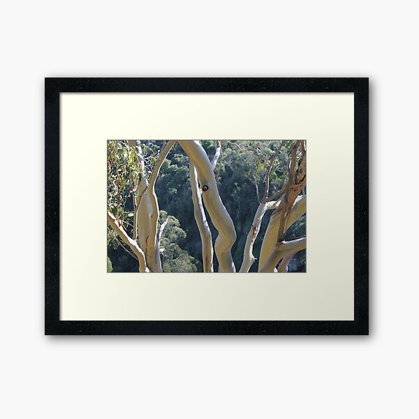 Dancing Gum Tree Bark Framed Art Print