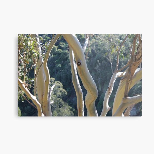 Dancing Gum Tree Bark Metal Print