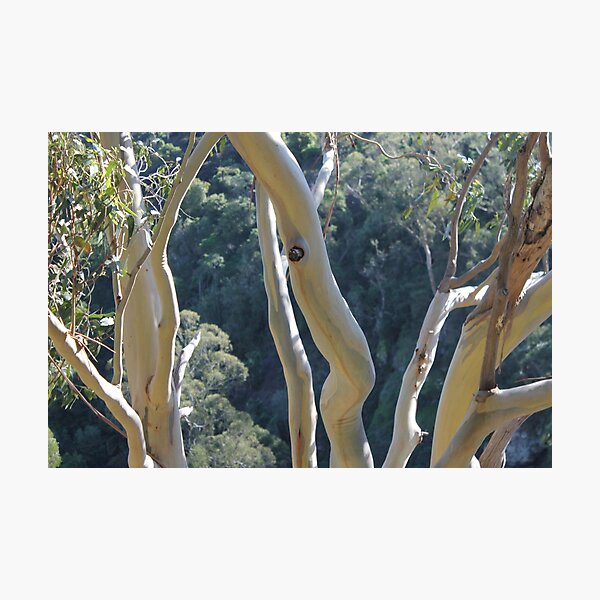Dancing Gum Tree Bark Photographic Print