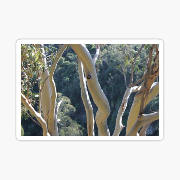 Dancing Gum Tree Bark Sticker