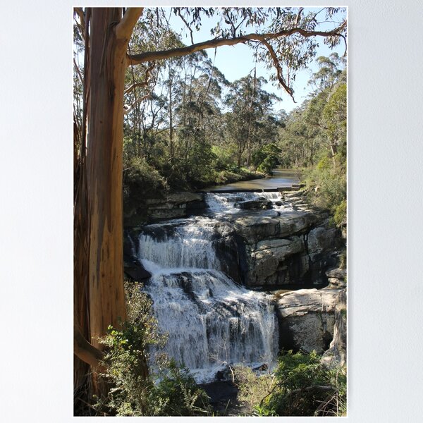 Item preview, Gum Tree beside Agnes Water Falls designed and sold by EimearMac.